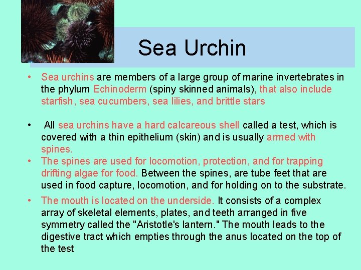 Sea Urchin • Sea urchins are members of a large group of marine invertebrates