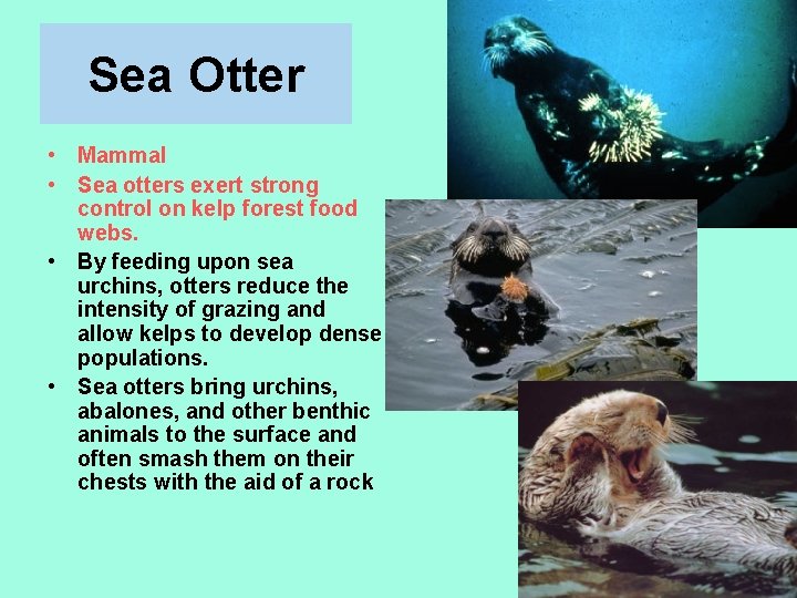 Sea Otter • Mammal • Sea otters exert strong control on kelp forest food