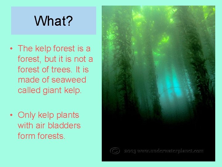 What? • The kelp forest is a forest, but it is not a forest