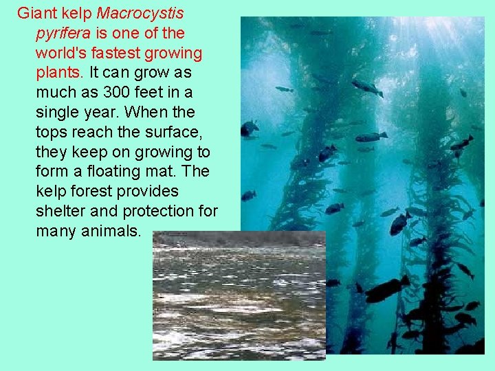 Giant kelp Macrocystis pyrifera is one of the world's fastest growing plants. It can