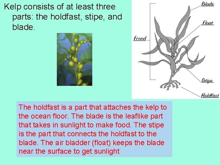 Kelp consists of at least three parts: the holdfast, stipe, and blade. The holdfast