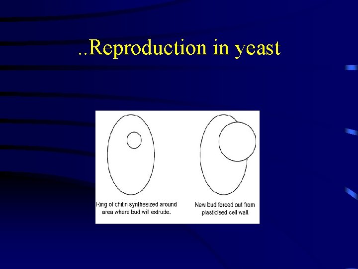 . . Reproduction in yeast 