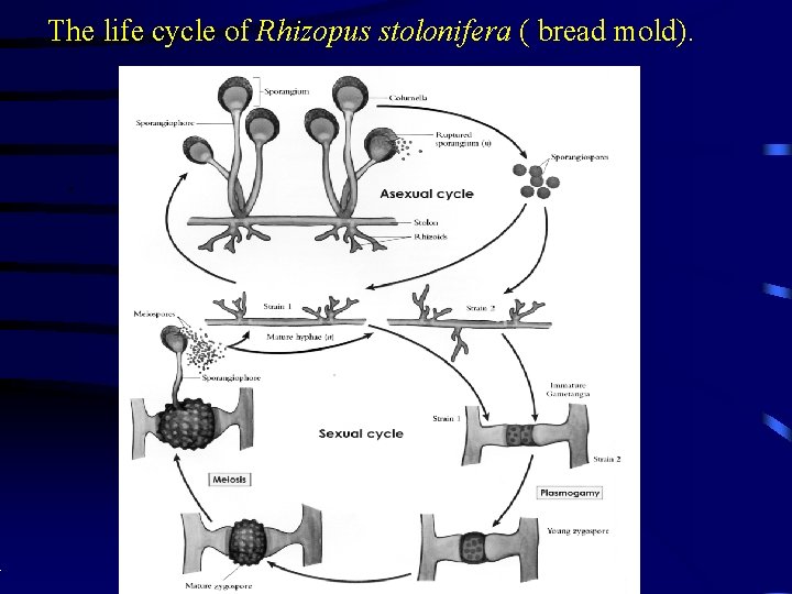 The life cycle of Rhizopus stolonifera ( bread mold). . 
