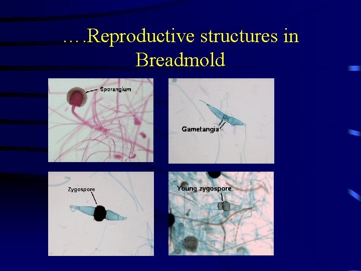 …. Reproductive structures in Breadmold. 