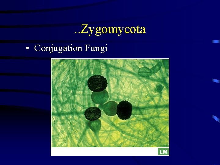 . . Zygomycota • Conjugation Fungi 