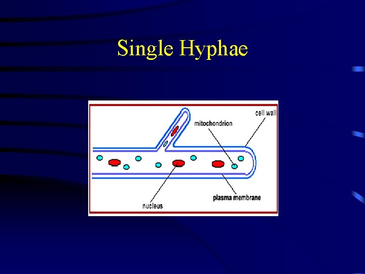 Single Hyphae 