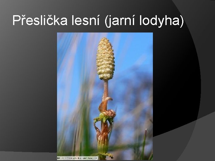Přeslička lesní (jarní lodyha) Přeslička lesní (jarní lodyha)