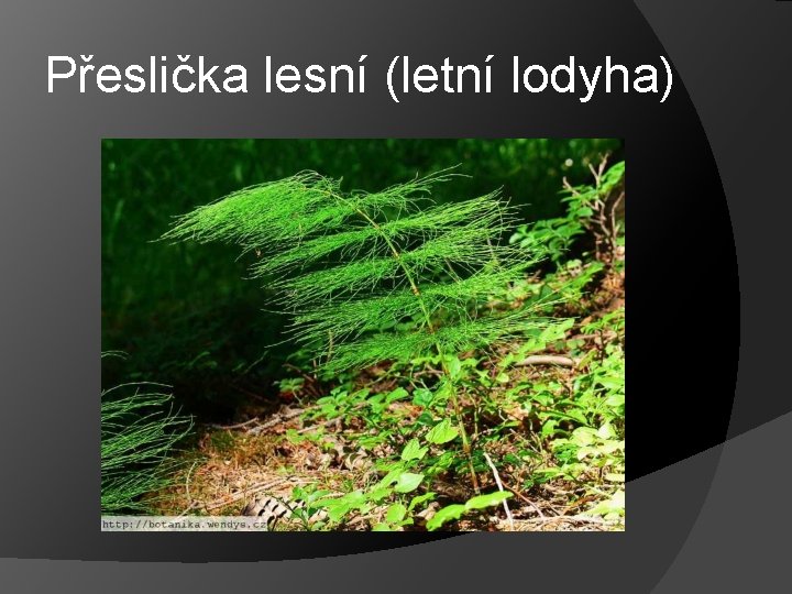 Přeslička lesní (letní lodyha) 