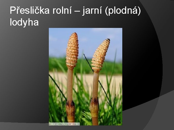 Přeslička rolní – jarní (plodná) lodyha 