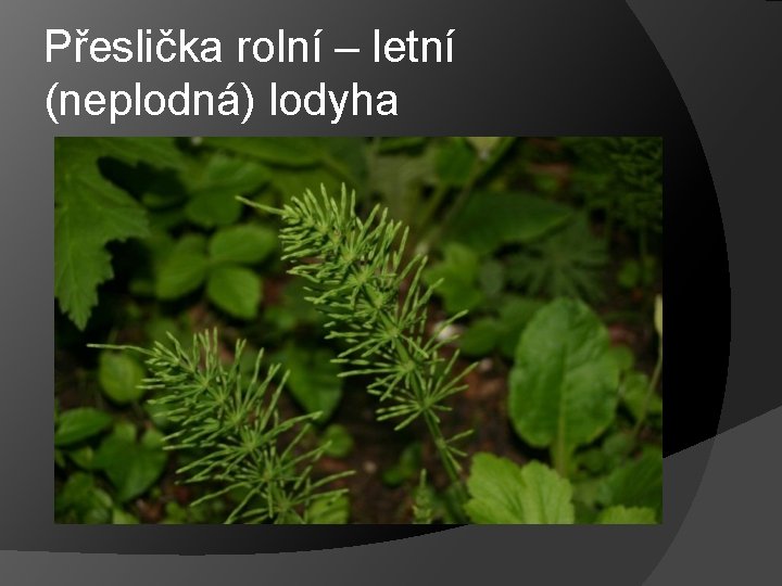 Přeslička rolní – letní (neplodná) lodyha Přeslička rolní – letní (neplodná) lodyha