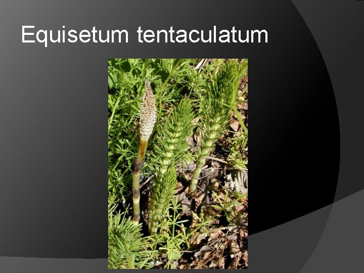 Equisetum tentaculatum 