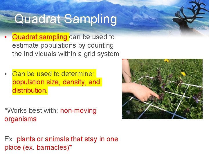 Quadrat Sampling • Quadrat sampling can be used to estimate populations by counting the
