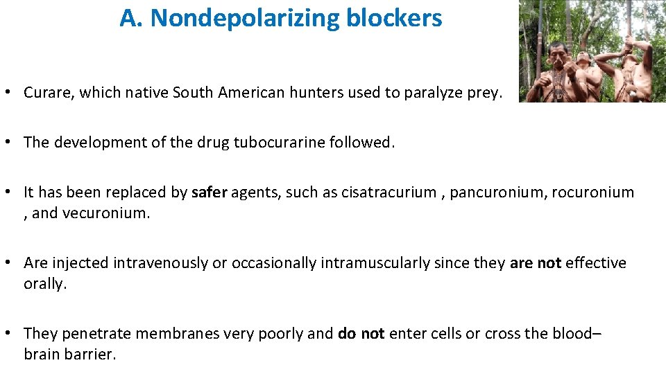 A. Nondepolarizing blockers • Curare, which native South American hunters used to paralyze prey.