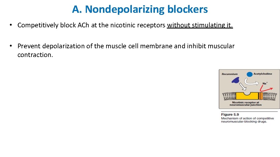 A. Nondepolarizing blockers • Competitively block ACh at the nicotinic receptors without stimulating it.