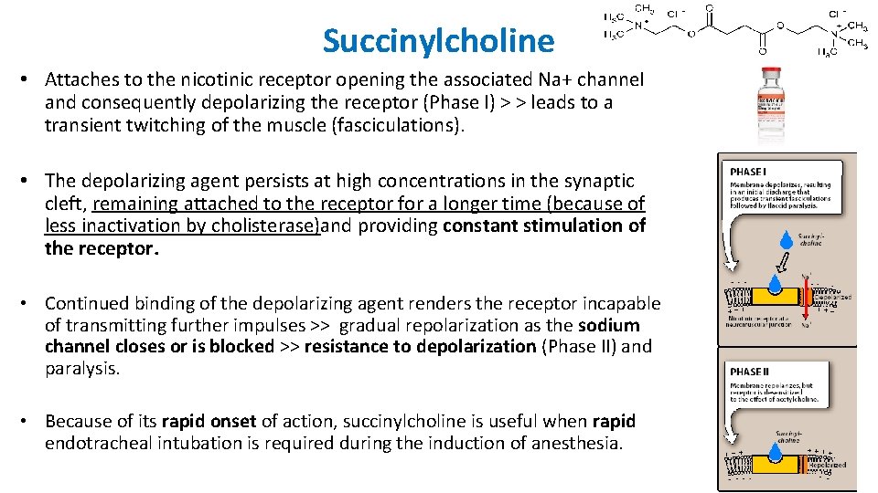 Succinylcholine • Attaches to the nicotinic receptor opening the associated Na+ channel and consequently