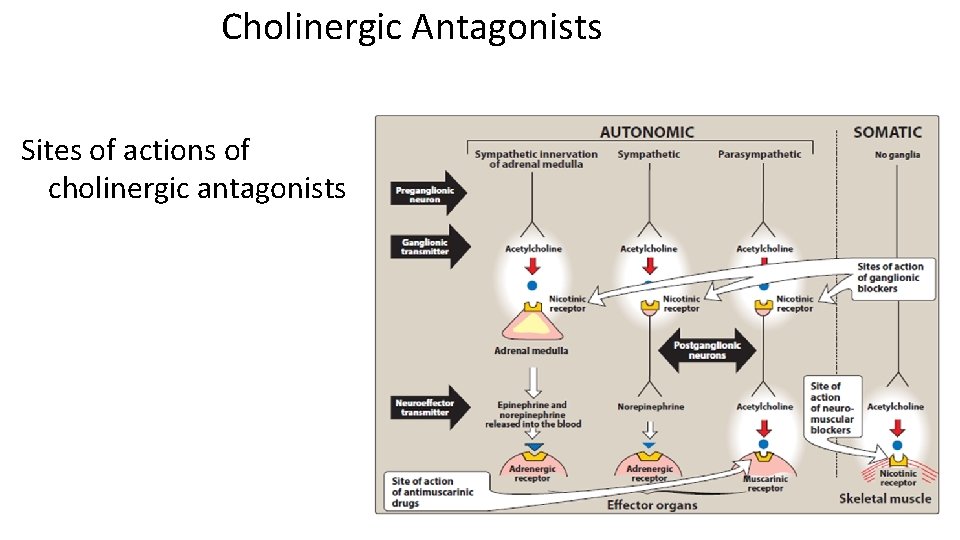 Cholinergic Antagonists Sites of actions of cholinergic antagonists 