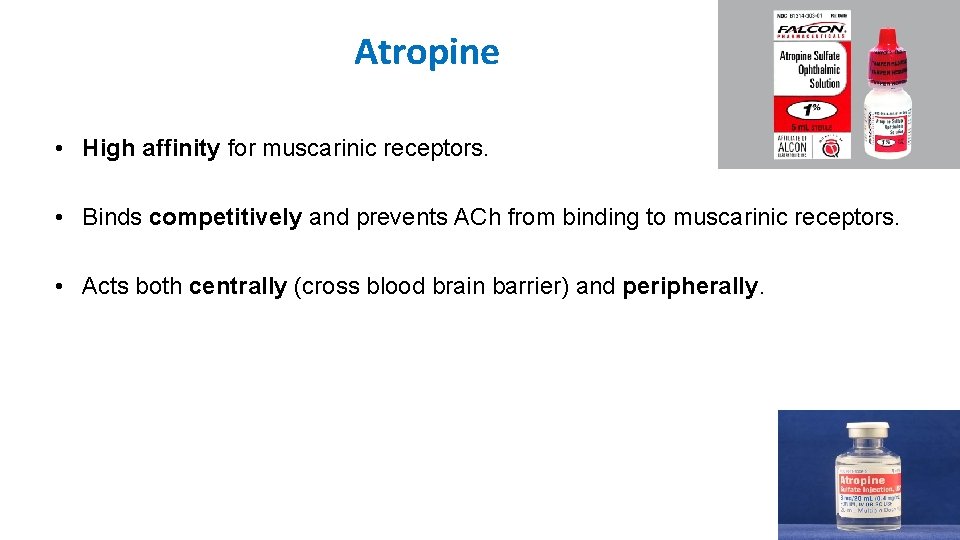 Atropine • High affinity for muscarinic receptors. • Binds competitively and prevents ACh from