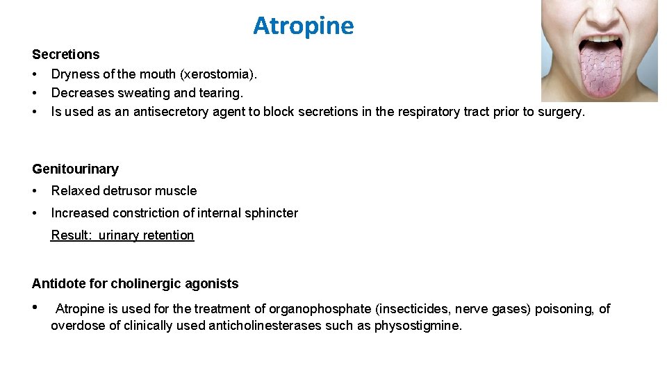 Atropine Secretions • Dryness of the mouth (xerostomia). • Decreases sweating and tearing. •