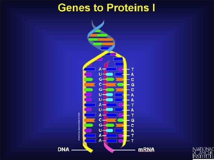From DNA to Protein Transcription and Translation Genes