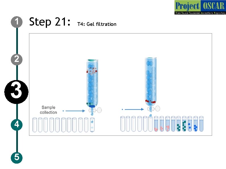 1 2 3 4 5 Step 21: T 4: Gel filtration 