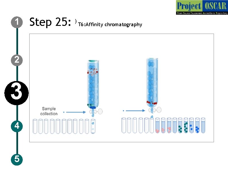 1 2 3 4 5 Step 25: ) T 6: Affinity chromatography 