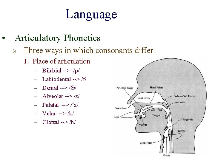 Language • Articulatory Phonetics » Three ways in which consonants differ. 1. Place of Language • Articulatory Phonetics » Three ways in which consonants differ. 1. Place of