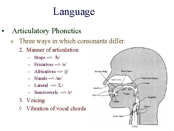 Language • Articulatory Phonetics » Three ways in which consonants differ. 2. Manner of Language • Articulatory Phonetics » Three ways in which consonants differ. 2. Manner of