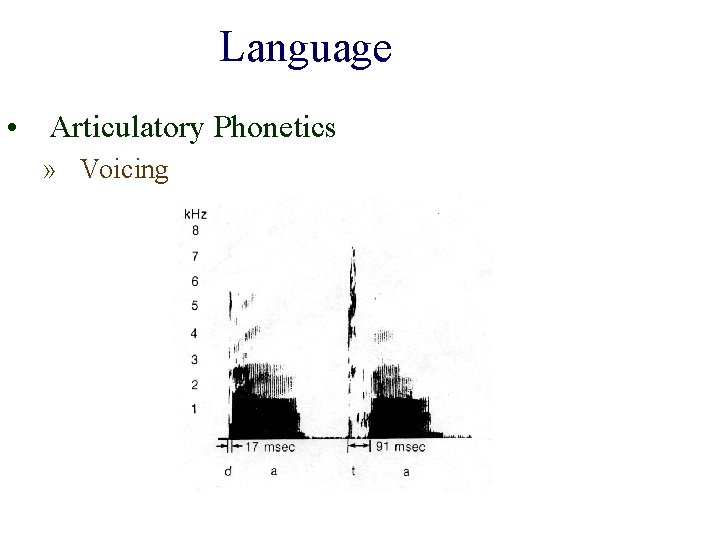 Language • Articulatory Phonetics » Voicing Language • Articulatory Phonetics » Voicing