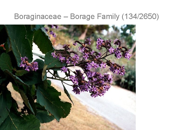 Boraginaceae – Borage Family (134/2650) 