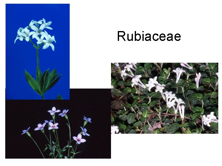 Rubiaceae 