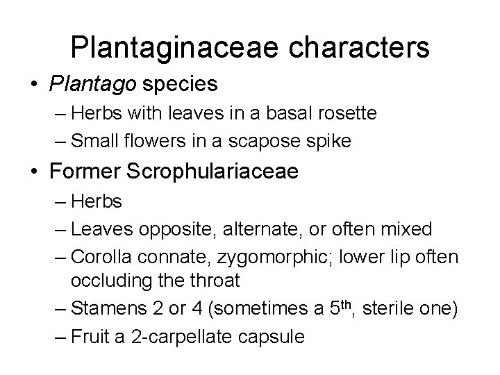 Plantaginaceae characters • Plantago species – Herbs with leaves in a basal rosette –