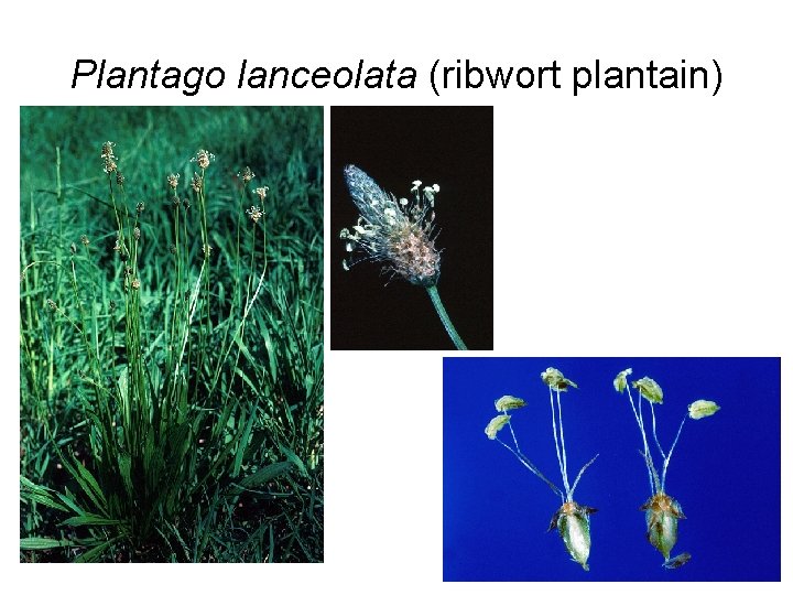 Plantago lanceolata (ribwort plantain) 