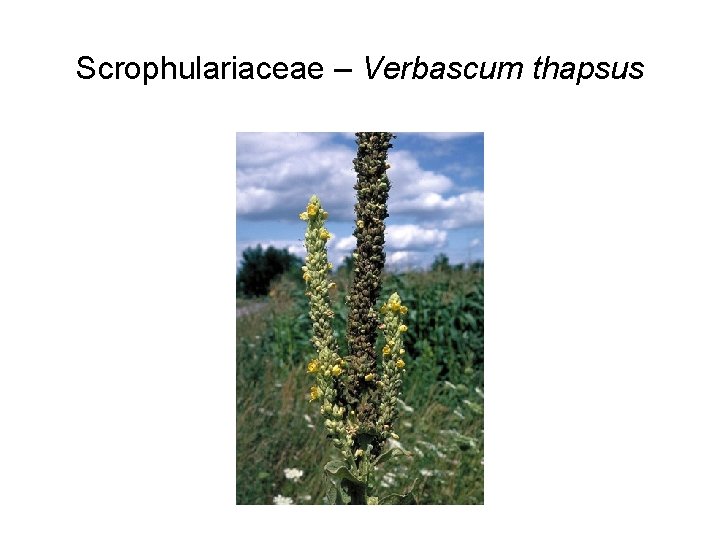 Scrophulariaceae – Verbascum thapsus 