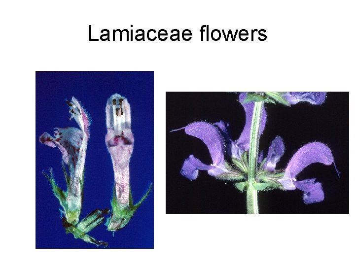 Lamiaceae flowers 