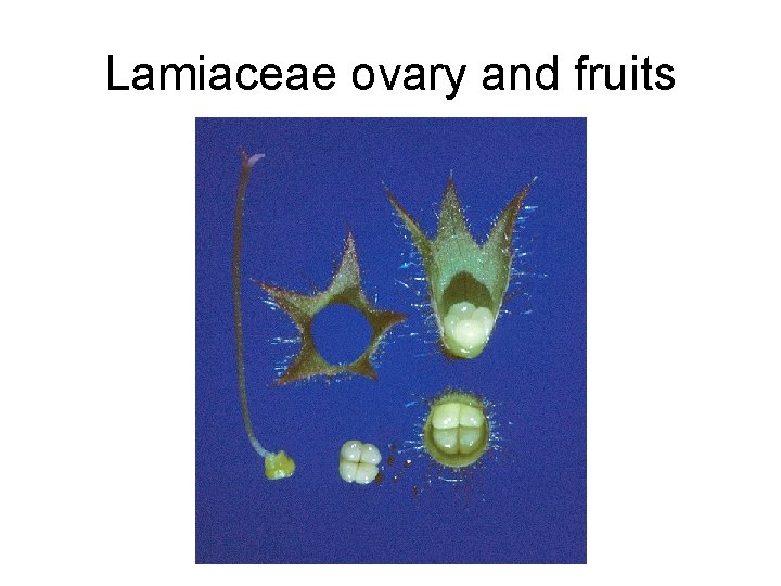 Lamiaceae ovary and fruits 