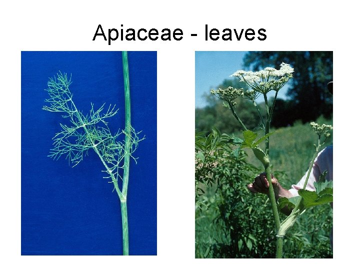 Apiaceae - leaves 
