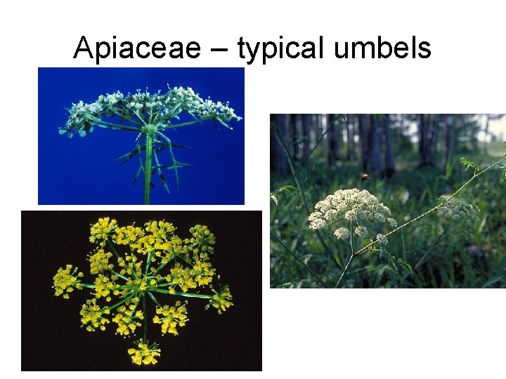 Apiaceae – typical umbels 