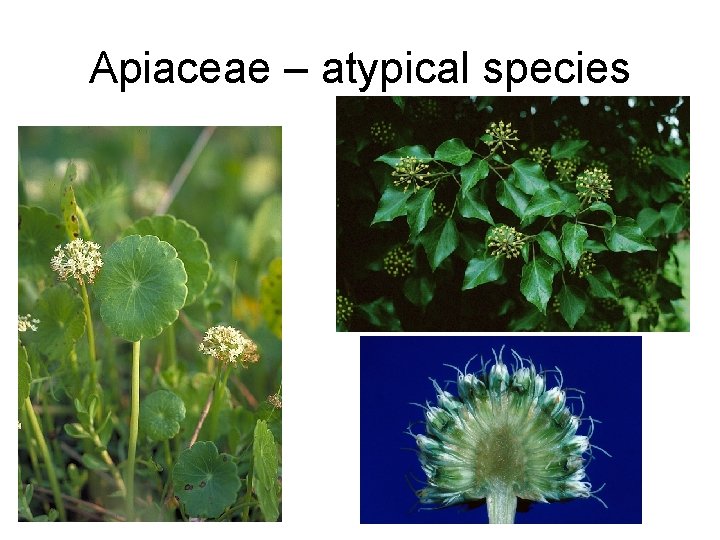 Apiaceae – atypical species 
