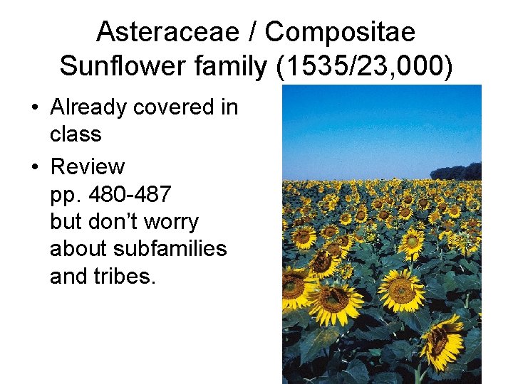 Asteraceae / Compositae Sunflower family (1535/23, 000) • Already covered in class • Review