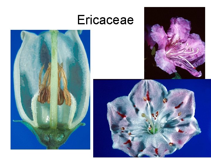 Ericaceae 