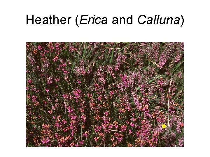 Heather (Erica and Calluna) 