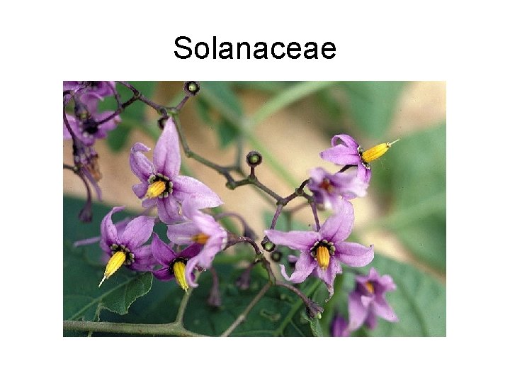 Solanaceae 