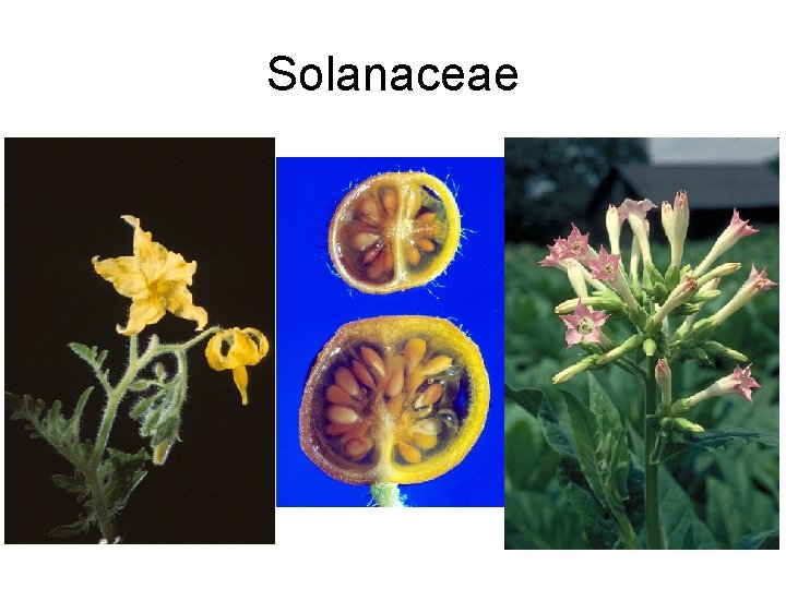 Solanaceae 