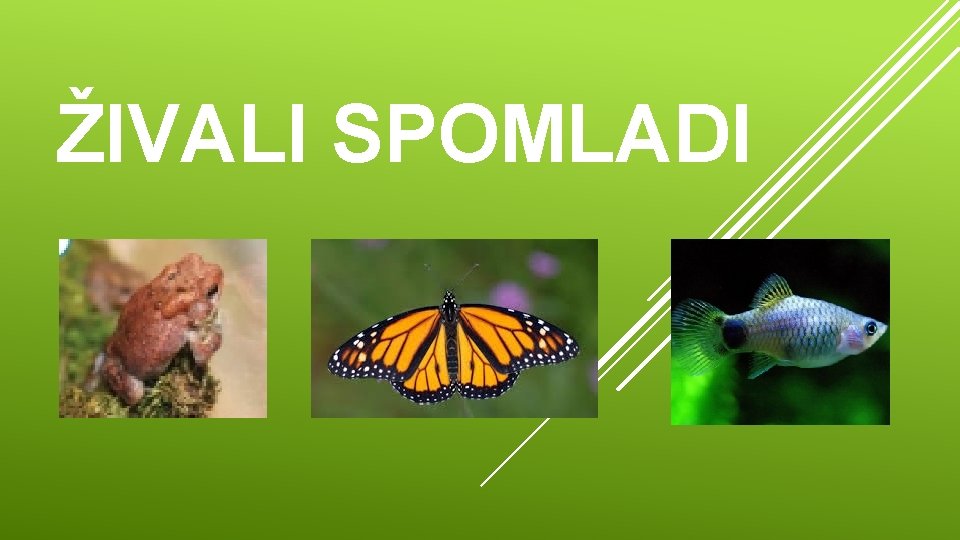 ŽIVALI SPOMLADI 