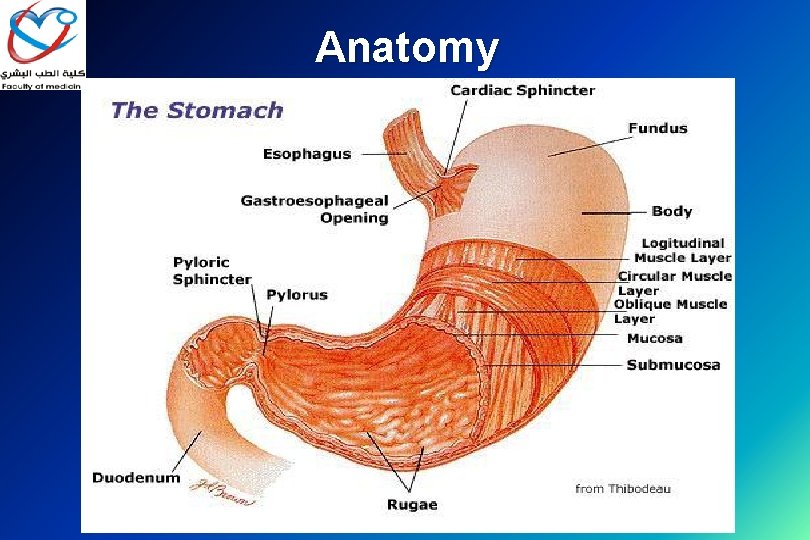 Anatomy 