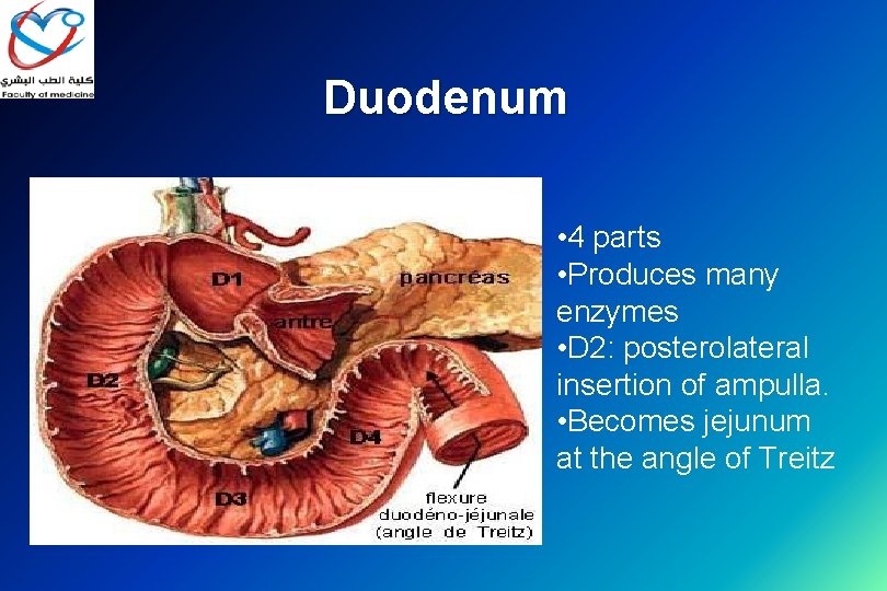 Duodenum • 4 parts • Produces many enzymes • D 2: posterolateral insertion of