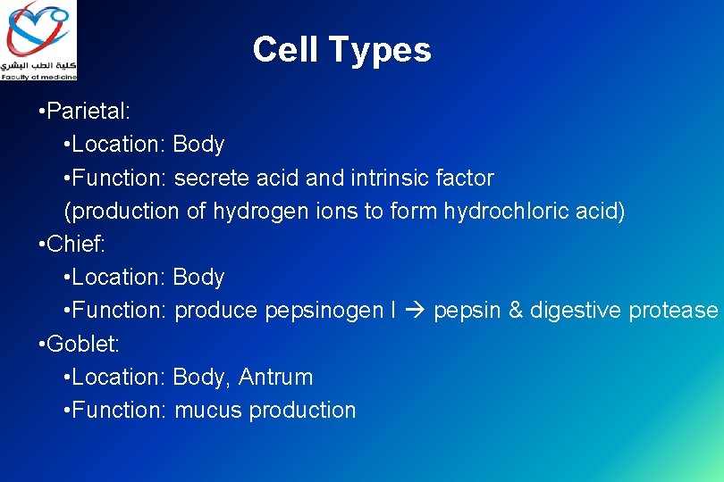 Cell Types • Parietal: • Location: Body • Function: secrete acid and intrinsic factor