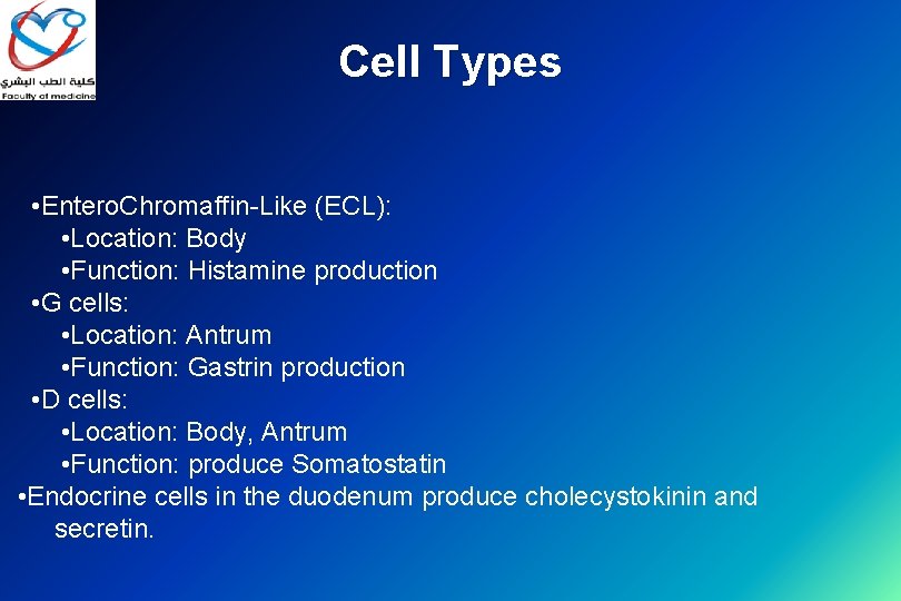 Cell Types • Entero. Chromaffin-Like (ECL): • Location: Body • Function: Histamine production •