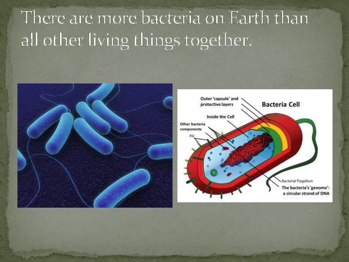 There are more bacteria on Earth than all other living things together. 