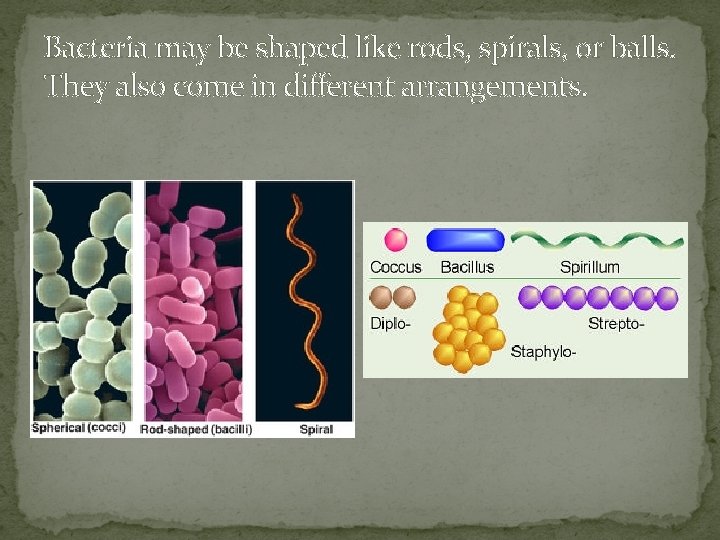 Bacteria may be shaped like rods, spirals, or balls. They also come in different